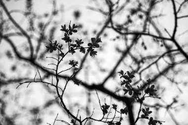 Siyah ve beyaz ince bir sanat, asgari botanik görüntü, doğayı bir anlık soyutlama, keşif biçimi, doku ve tonu, yaprakları ışık ve gölgenin dışavurumsal bileşimlerine dönüştürüyor..