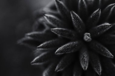 Siyah ve beyaz ince bir sanat, asgari botanik görüntü, doğayı bir anlık soyutlama, keşif biçimi, doku ve tonu, yaprakları ışık ve gölgenin dışavurumsal bileşimlerine dönüştürüyor..