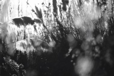 Siyah ve beyaz ince bir sanat, asgari botanik görüntü, doğayı bir anlık soyutlama, keşif biçimi, doku ve tonu, yaprakları ışık ve gölgenin dışavurumsal bileşimlerine dönüştürüyor..