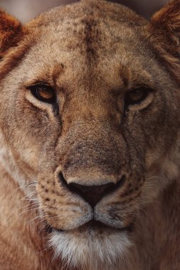 Doğu Afrika 'da safari sırasında çarpıcı bir fotoğrafta görülen görkemli Afrika aslanı. Bu güzel sanat yaban hayatı görüntüsü doğal ortamındaki en ikonik yırtıcının saf güzelliğini, gücünü ve zarafetini vurgular..