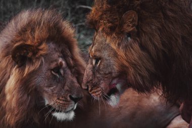 Doğu Afrika 'da safari sırasında çarpıcı bir fotoğrafta görülen görkemli Afrika aslanı. Bu güzel sanat yaban hayatı görüntüsü doğal ortamındaki en ikonik yırtıcının saf güzelliğini, gücünü ve zarafetini vurgular..