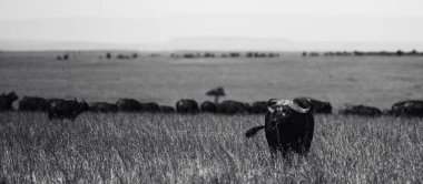 Tanzanya 'da Afrika bufalolarının yer aldığı çarpıcı bir vahşi yaşam fotoğrafı. Savanada safaride yakalanan bu güzel sanat görüntüleri bu ikonik Afrika memelilerinin doğal ortamlarındaki güç, güç ve sosyal davranışlarını gösteriyor..