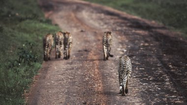 Kenya 'da Afrikalı çitaların yer aldığı çarpıcı bir vahşi yaşam fotoğrafı. Savana boyunca safaride yakalanan bu güzel sanat görüntüleri, Afrika 'nın ikonik yırtıcılarının doğal ortamlarındaki hız, zarafet ve tetikte olduklarını gösteriyor..