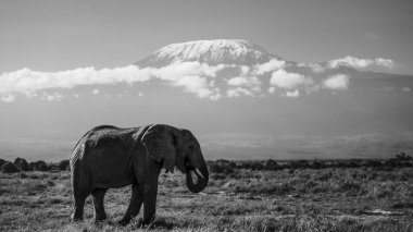 Kenya 'da Afrika fillerinin yer aldığı çarpıcı siyah beyaz vahşi yaşam fotoğrafçılığı. Sembolik Amboseli Milli Parkı 'nda safaride yakalanan bu güzel sanat resimleri Afrika' nın en büyük kara memelilerinin gücünü, zarafetini ve zekasını gözler önüne seriyor..