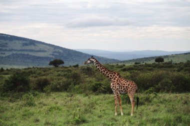 Kenya 'da Afrikalı zürafaların yer aldığı çarpıcı bir vahşi yaşam fotoğrafı. Savanada safaride yakalanan bu güzel sanat görüntüleri, Afrika 'nın ikonik, uzun boyunlu memelilerinin doğal yaşam alanlarındaki zarafetini, boyunu ve zarifliğini gösteriyor..