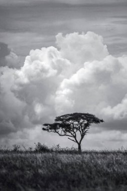 Doğu Afrika 'nın engin savanalarını, akasya ağaçlarını ve dramatik gökyüzünü kaplayan güzel sanat eserleri. Afrika 'nın vahşi doğasında ebedi güzellik, ruh hali ve kontrastı çağrıştırıyor.