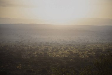 Doğu Afrika 'nın engin savanalarını, akasya ağaçlarını ve dramatik gökyüzünü kaplayan güzel sanat eserleri. Afrika 'nın vahşi doğasında ebedi güzellik, ruh hali ve kontrastı çağrıştırıyor.