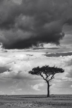 Doğu Afrika 'nın engin savanalarını, akasya ağaçlarını ve dramatik gökyüzünü kaplayan güzel sanat eserleri. Afrika 'nın vahşi doğasında ebedi güzellik, ruh hali ve kontrastı çağrıştırıyor.