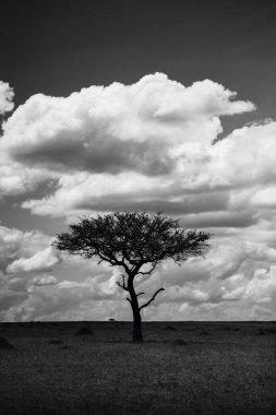 Doğu Afrika 'nın engin savanalarını, akasya ağaçlarını ve dramatik gökyüzünü kaplayan güzel sanat eserleri. Afrika 'nın vahşi doğasında ebedi güzellik, ruh hali ve kontrastı çağrıştırıyor.