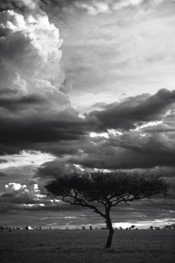 Doğu Afrika 'nın engin savanalarını, akasya ağaçlarını ve dramatik gökyüzünü kaplayan güzel sanat eserleri. Afrika 'nın vahşi doğasında ebedi güzellik, ruh hali ve kontrastı çağrıştırıyor.