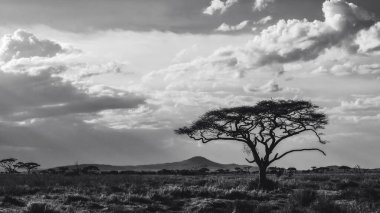 Doğu Afrika 'nın engin savanalarını, akasya ağaçlarını ve dramatik gökyüzünü kaplayan güzel sanat eserleri. Afrika 'nın vahşi doğasında ebedi güzellik, ruh hali ve kontrastı çağrıştırıyor.