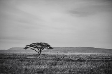 Doğu Afrika 'yı, geniş ovaları, akasya ağaçlarını ve dramatik gökyüzünü kaplayan güzel sanatlar. Afrika 'nın vahşi doğasında ebedi güzellik, ruh hali ve kontrastı çağrıştırıyor.
