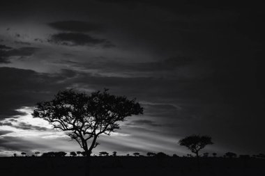 Doğu Afrika 'yı, geniş ovaları, akasya ağaçlarını ve dramatik gökyüzünü kaplayan güzel sanatlar. Afrika 'nın vahşi doğasında ebedi güzellik, ruh hali ve kontrastı çağrıştırıyor.