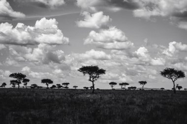 Doğu Afrika 'yı, geniş ovaları, akasya ağaçlarını ve dramatik gökyüzünü kaplayan güzel sanatlar. Afrika 'nın vahşi doğasında ebedi güzellik, ruh hali ve kontrastı çağrıştırıyor.