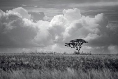 Doğu Afrika 'yı, geniş ovaları, akasya ağaçlarını ve dramatik gökyüzünü kaplayan güzel sanatlar. Afrika 'nın vahşi doğasında ebedi güzellik, ruh hali ve kontrastı çağrıştırıyor.