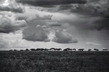 Doğu Afrika 'yı, geniş ovaları, akasya ağaçlarını ve dramatik gökyüzünü kaplayan güzel sanatlar. Afrika 'nın vahşi doğasında ebedi güzellik, ruh hali ve kontrastı çağrıştırıyor.