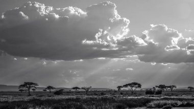 Doğu Afrika 'yı, geniş ovaları, akasya ağaçlarını ve dramatik gökyüzünü kaplayan güzel sanatlar. Afrika 'nın vahşi doğasında ebedi güzellik, ruh hali ve kontrastı çağrıştırıyor.