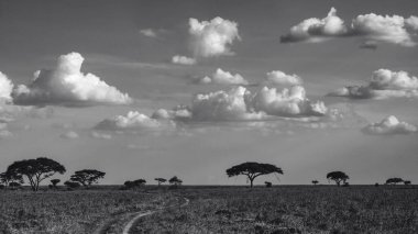 Doğu Afrika 'yı, geniş ovaları, akasya ağaçlarını ve dramatik gökyüzünü kaplayan güzel sanatlar. Afrika 'nın vahşi doğasında ebedi güzellik, ruh hali ve kontrastı çağrıştırıyor.