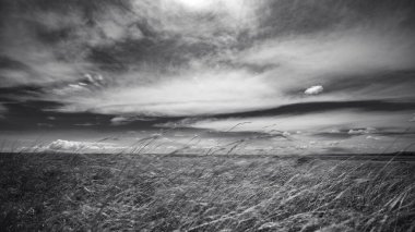 Doğu Afrika 'yı, geniş ovaları, akasya ağaçlarını ve dramatik gökyüzünü kaplayan güzel sanatlar. Afrika 'nın vahşi doğasında ebedi güzellik, ruh hali ve kontrastı çağrıştırıyor.