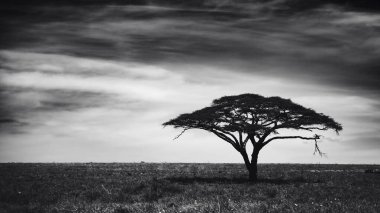 Doğu Afrika 'yı, geniş ovaları, akasya ağaçlarını ve dramatik gökyüzünü kaplayan güzel sanatlar. Afrika 'nın vahşi doğasında ebedi güzellik, ruh hali ve kontrastı çağrıştırıyor.