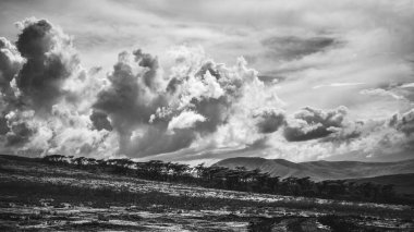 Doğu Afrika 'yı, geniş ovaları, akasya ağaçlarını ve dramatik gökyüzünü kaplayan güzel sanatlar. Afrika 'nın vahşi doğasında ebedi güzellik, ruh hali ve kontrastı çağrıştırıyor.
