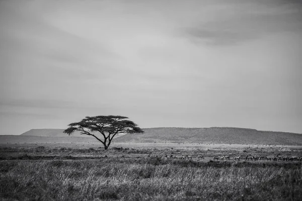Doğu Afrika 'yı, geniş ovaları, akasya ağaçlarını ve dramatik gökyüzünü kaplayan güzel sanatlar. Afrika 'nın vahşi doğasında ebedi güzellik, ruh hali ve kontrastı çağrıştırıyor.