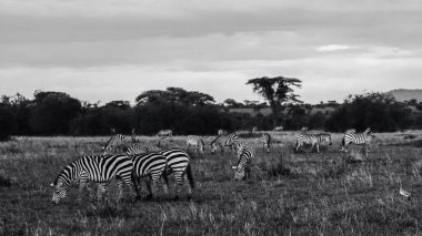 Vahşi zebraların kendi doğal ortamlarında, Doğu Afrika 'nın savanalarında çekilmiş görüntüleri, doğal davranışları, hareketleri ve benzersiz siyah-beyaz çizgileri yakalıyorlar..