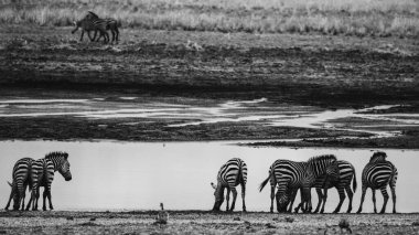 Vahşi zebraların kendi doğal ortamlarında, Doğu Afrika 'nın savanalarında çekilmiş görüntüleri, doğal davranışları, hareketleri ve benzersiz siyah-beyaz çizgileri yakalıyorlar..