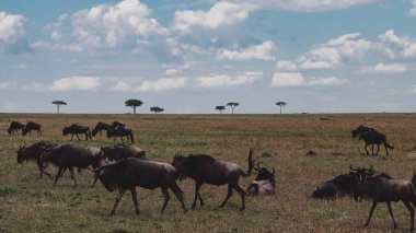 Tanzanya 'daki doğal ortamlarında antilopların yer aldığı bir görüntü, Afrika vahşi hayatının ham güzelliğini, açık savana manzaralarını ve zamansız bir safari deneyimini gözler önüne seriyor..