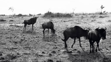 Tanzanya 'daki doğal ortamlarında antilopların yer aldığı bir görüntü, Afrika vahşi hayatının ham güzelliğini, açık savana manzaralarını ve zamansız bir safari deneyimini gözler önüne seriyor..