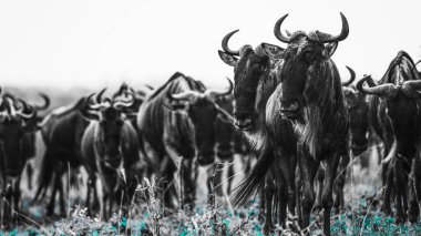 Tanzanya 'daki doğal ortamlarında antilopların yer aldığı bir görüntü, Afrika vahşi hayatının ham güzelliğini, açık savana manzaralarını ve zamansız bir safari deneyimini gözler önüne seriyor..