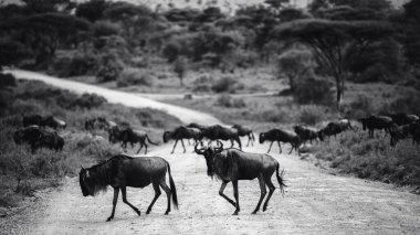Tanzanya 'daki doğal ortamlarında antilopların yer aldığı bir görüntü, Afrika vahşi hayatının ham güzelliğini, açık savana manzaralarını ve zamansız bir safari deneyimini gözler önüne seriyor..
