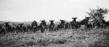 Tanzanya 'daki doğal ortamlarında antilopların yer aldığı bir görüntü, Afrika vahşi hayatının ham güzelliğini, açık savana manzaralarını ve zamansız bir safari deneyimini gözler önüne seriyor..