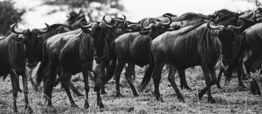 Tanzanya 'daki doğal ortamlarında antilopların yer aldığı bir görüntü, Afrika vahşi hayatının ham güzelliğini, açık savana manzaralarını ve zamansız bir safari deneyimini gözler önüne seriyor..