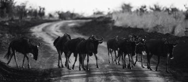 Tanzanya 'daki doğal ortamlarında antilopların yer aldığı bir görüntü, Afrika vahşi hayatının ham güzelliğini, açık savana manzaralarını ve zamansız bir safari deneyimini gözler önüne seriyor..