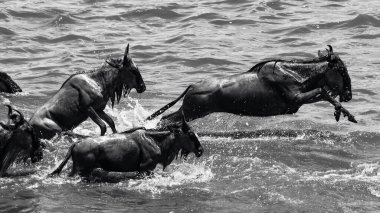 Vahşi yaşam, Tanzanya 'daki Büyük Göç sırasında Mara Nehri' nden geçen antilopları yakalıyor. Afrika 'nın en ikonik doğal olaylarından birini sergiliyor. Toplu hareketler, dramatik nehir geçişleri ve Afrika safarisinin saf güzelliği..