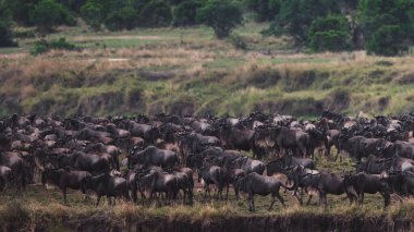 Tanzanya 'daki Büyük Göç sırasında Mara Nehri' ne doğru hareket eden antilopların görüntüsü Afrika 'nın en ikonik doğal olaylarından birini, toplu hareketi ve dramatik nehir geçişlerini gösteriyor..