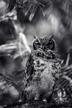 Doğu Afrika kuşlarını doğal ortamlarında yakalayan görüntü, vahşi yaşam çeşitliliği, canlı tüyler ve savana, sulak alanlarda ve Doğu Afrika ormanlarında eşsiz davranışlar sergiliyor..