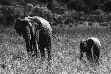 Kenya 'dan bir vahşi yaşam görüntüsü, doğal ortamlarda bebeğiyle birlikte bir Afrika filini gösteriyor, özgün safari anları yakalıyor aile bağlarını kuruyor, davranışlarını geliştiriyor ve Doğu Afrika vahşi hayatının güzelliğini anlatıyor..