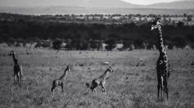 Tanzanya 'dan gelen vahşi yaşam görüntüsü zürafaları doğal ortamlarda sergiliyor, otantik safari anlarını yakalıyor aile bağlarını vurguluyor, davranışlarını geliştiriyor ve Doğu Afrika vahşi hayatının güzelliğini gösteriyor..