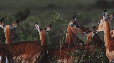 Kenya 'nın ikonik safari manzaraları boyunca uzanan impalalar, Doğu Afrika' daki doğal yaşam alanlarını, açık düzlükleri ve vahşi doğayı gözler önüne seriyor..