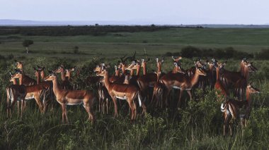 Kenya 'nın ikonik safari manzaraları boyunca uzanan impalalar, Doğu Afrika' daki doğal yaşam alanlarını, açık düzlükleri ve vahşi doğayı gözler önüne seriyor..