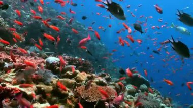 Deniz biyolojisi ve okyanus temaları, deniz canlılarının beslenmesi ve ekosistem güzelliği ve egzotik deniz yaşamı için ideal, berrak mavi sulardaki renkli mercan resifleri.