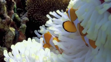 Canlı bir palyaço balığı, deniz şakayığının dalgalı dokunaçlarının arasında barınak bulur. Palyaço balığının yaşam alanı içinde huzur bulduğu su altı ekosistemi huzurlu görünüyor..