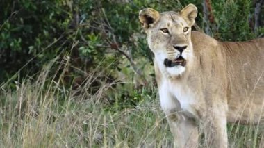 Etrafına göz kulak olan kraliyet dişi aslanını gözlemleyin. Gündüz vakti Güney Afrika 'daki bir doğal yaşam koruma alanında uzun otların üzerinde duruyor. Çevresini dikkatle gözlemliyor..