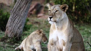 Bir dişi aslan ve yavrusu gün ışığında Serengeti 'de bir ağacın yanında dinleniyor. Dişi aslan, yavrusu onun yanında kalırken, tehlikeyi izlemek için uzaklara bakar..