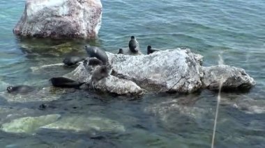 Pusa sibirica olarak da bilinen bir grup Baykal fok balığı Baykal Gölü kıyısındaki kayalarda dinlenirken görülüyor. Bazı foklar güneşte güneşlenirken, diğerleri gün boyunca berrak suda oynuyorlar..