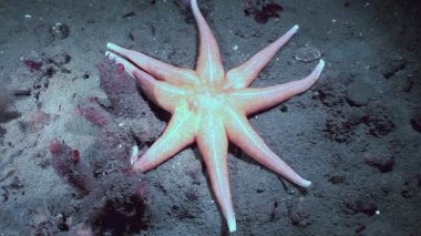 Gün boyunca Beyaz Deniz 'in deniz tabanında yavaşça yüzen ve süzülen bir deniz yıldızını gözlemleyin. Dalgalı deniz tabanında ilerleyen deniz yıldızındaki ayrıntılara bakın..