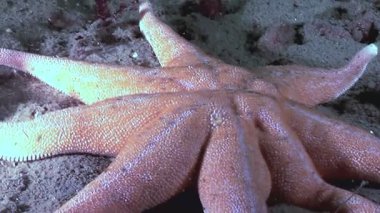 Sekiz kollu bir denizyıldızı, Beyaz Deniz 'in deniz tabanında huzur içinde yatıyor. Alttaki detaya dikkat edin. Yakın çekim bu yaratığın doğal ortamındaki dokusunu gözler önüne seriyor..