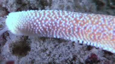 Deniz tabanında dinlenen barışçıl bir denizyıldızı gözlemlerken Beyaz Deniz 'in sualtı dünyasını keşfedin. Yumuşak, filtrelenmiş ışık bu güzel yerde huzurlu bir atmosfer yaratır..